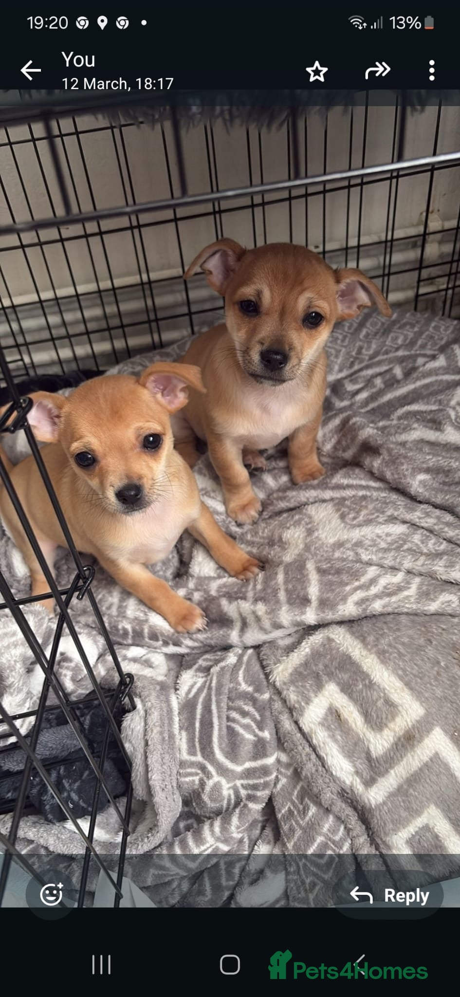 Chihuahua dogs Beautiful litter of chihuahua puppies - Advert 7