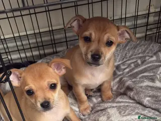 Chihuahua dogs Beautiful litter of chihuahua puppies - Advert 6