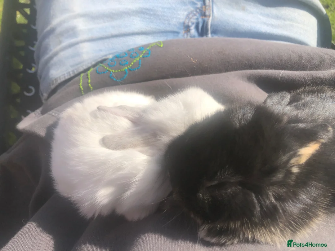 Mini Lop rabbits for sale: Mini lops for sale  - Advert 2
