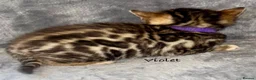 Bengal cats for sale: 🎬 Little Leopard Diaries | TICA Bengal Kittens 🌟 - Advert 8