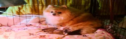 Pomeranian dogs for sale: KC registered pomeranian puppies - 4 girls  - Advert 11