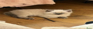 Ragdoll 2