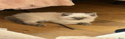 Ragdoll cats for sale: Stunning chunky Blue Point Ragdolls in Newport - Advert 7
