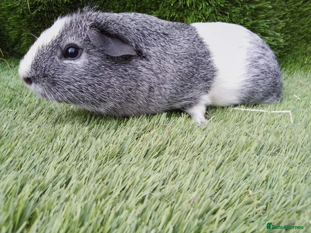 Guinea Pig rodents for sale: Male guinea pigs  - Advert 1