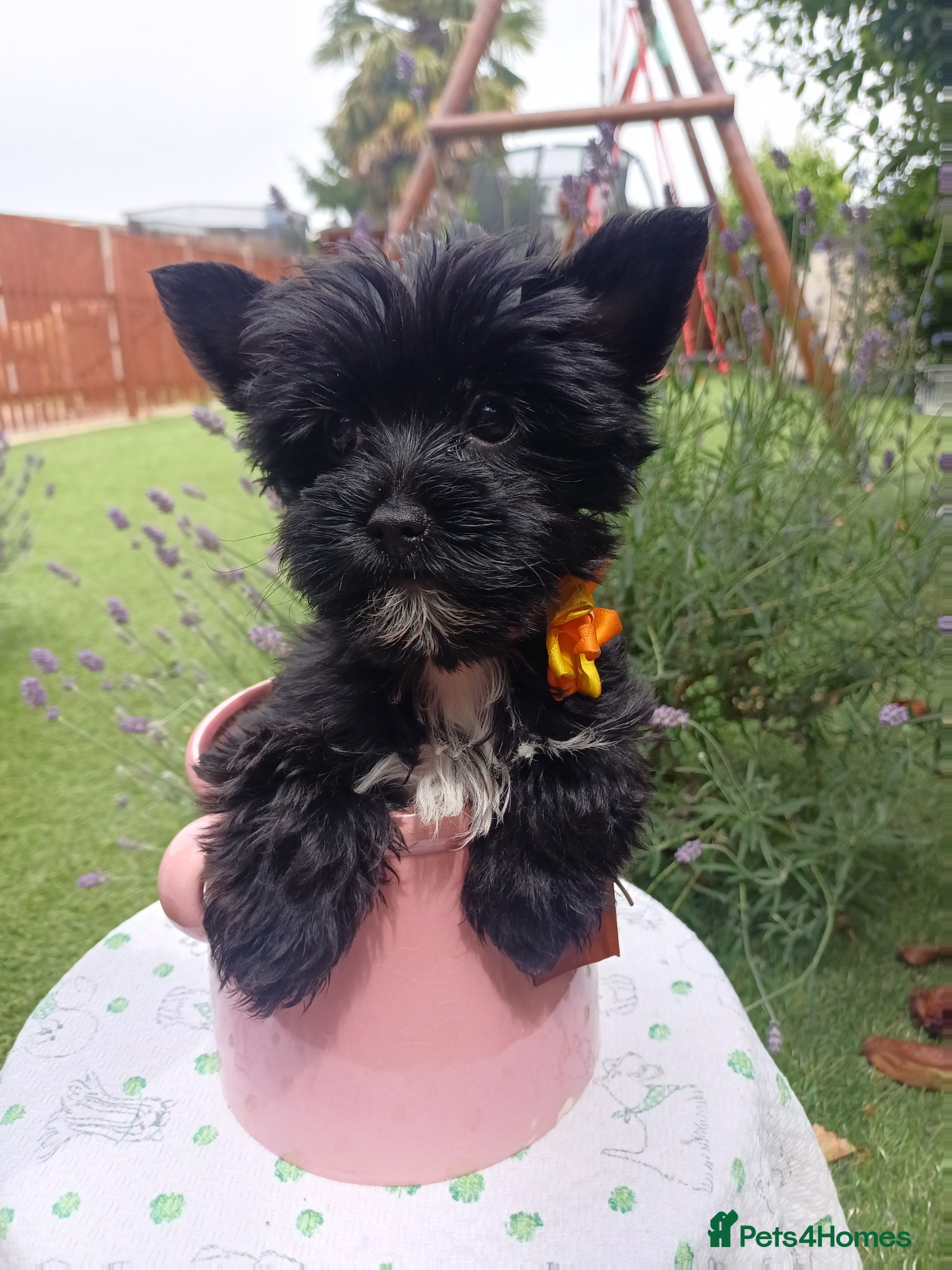 Yorkshire Terrier dogs Mini Black Yorkshire Terrier puppies 🐶  - Advert 6