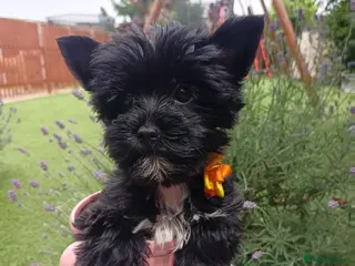 Yorkshire Terrier dogs Mini Black Yorkshire Terrier puppies 🐶 - Advert 6