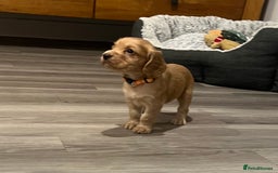 Cocker Spaniel dogs for sale: Perfect working cocker spaniel puppies  - Image 1