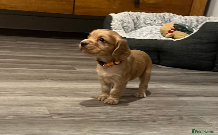 Cocker Spaniel dogs - Advert 3