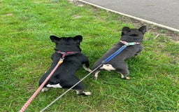 Mixed Breed dogs for sale: Frenchie cross Staffie Pups - Image 4