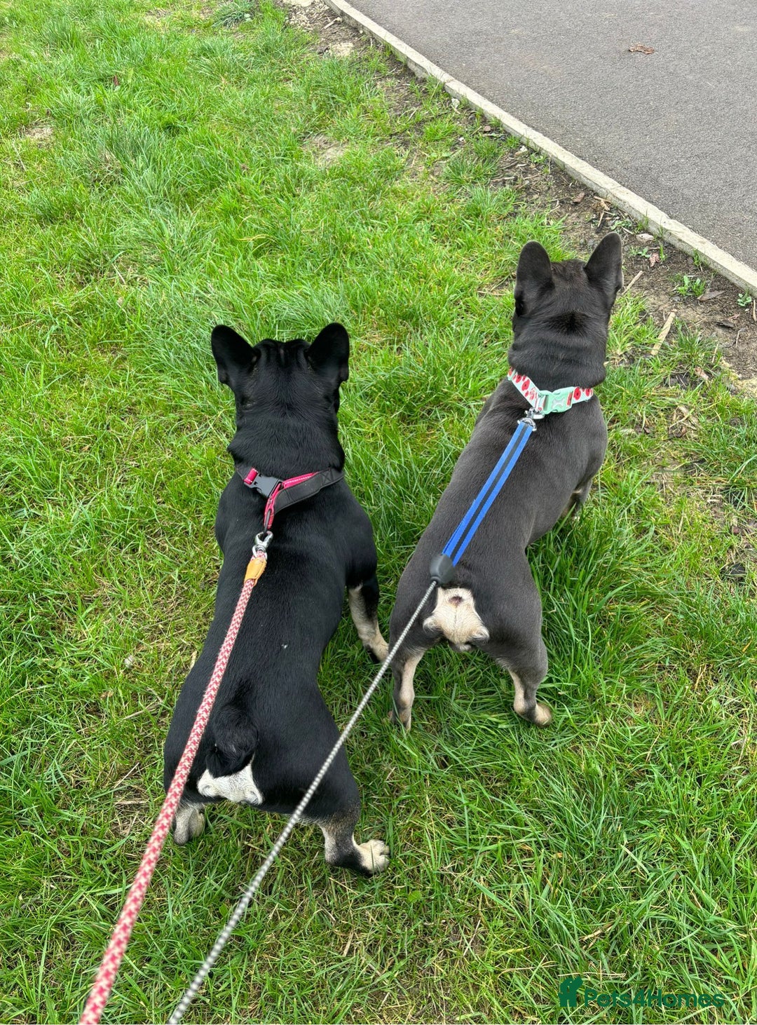 Mixed Breed dogs for sale: Frenchie cross Staffie Pups - Image 4