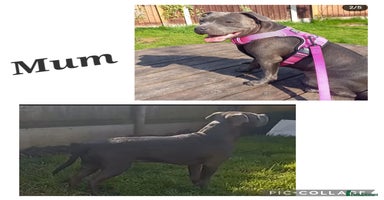 Staffordshire Bull Terrier dogs - Advert 10