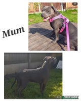 Staffordshire Bull Terrier dogs - Advert 7