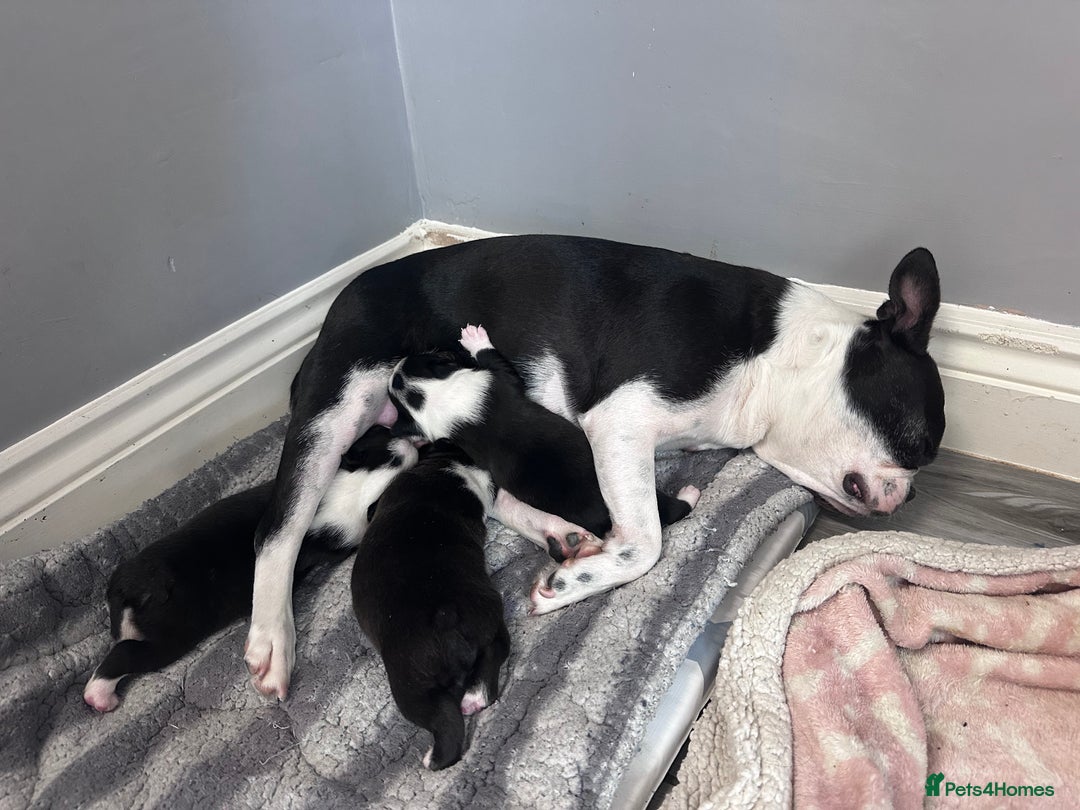 Boston Terrier dogs for sale: WILDAX Boston Terrier pups (2 girls left!) - Image 10