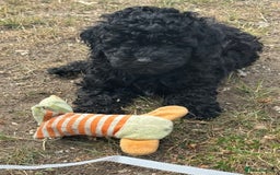 Toy Poodle dogs for sale: 5 True Traditional Toy Poodle Boys 💙 READY TODAY! - Image 10