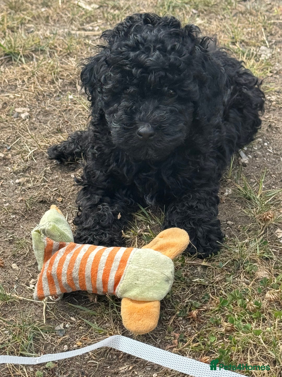 Toy Poodle dogs for sale: 5 True Traditional Toy Poodle Boys 💙 READY TODAY! - Image 10