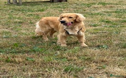 Mixed Breed dogs for sale: Golden cocker retriever for sale  - Image 4