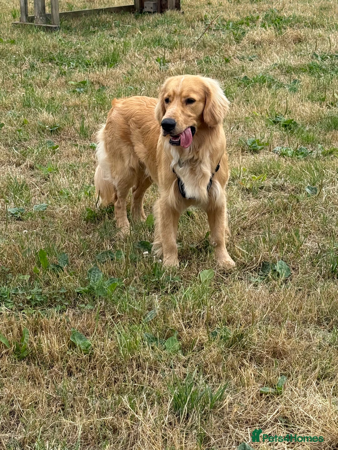 Mixed Breed dogs for sale: Golden cocker retriever for sale  - Image 4