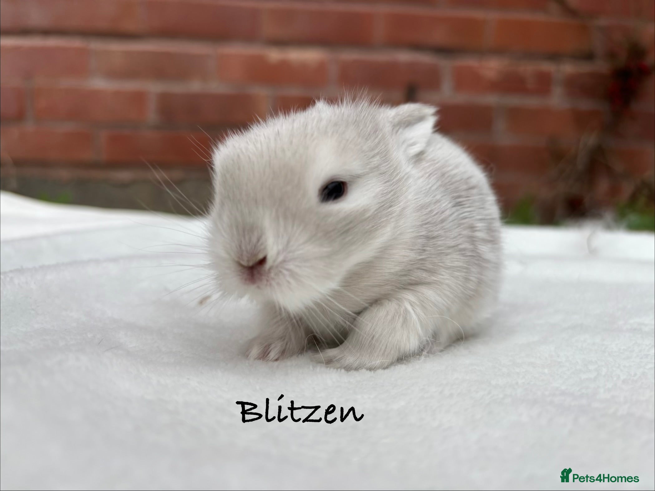 Mixed Breed rabbits Beautiful Fluffy Baby Rabbits  - Advert 7
