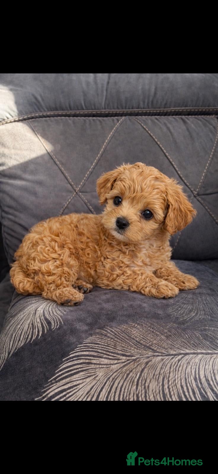 Maltipoo dogs 💥Ready to go Tiny teddy bear f1b Asian maltipoo💥 - Advert 1