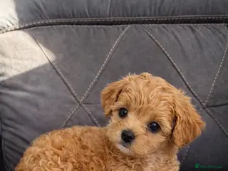 Maltipoo dogs 💥Ready to go Tiny teddy bear f1b Asian maltipoo💥 - Advert 1