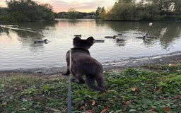Mixed Breed dogs for sale: 5 month old GSD/Husky/Staffordshire Mixed - Image 1