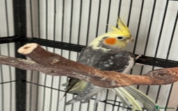 Cockatiels birds for sale: 1 cockatiel plus cage for sale  - Image 1