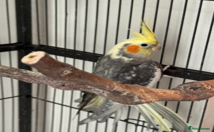 Cockatiels birds - Advert 19