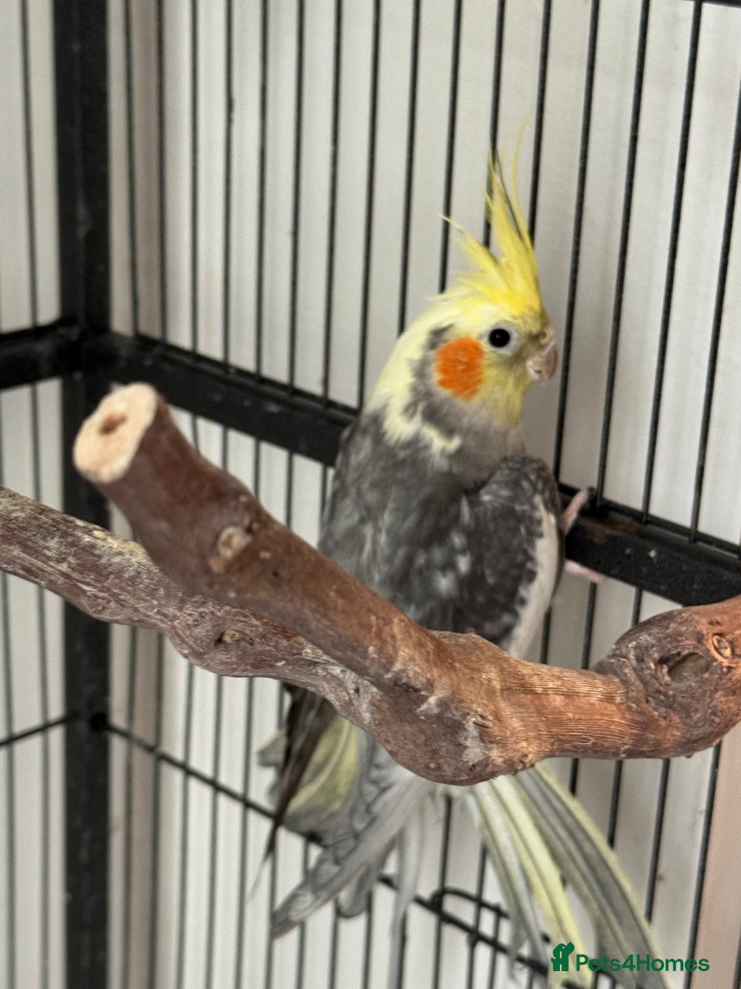 Cockatiels birds for sale: 1 cockatiel plus cage for sale  - Image 1