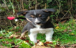 Border Collie dogs for sale: 2 smart Blue merl and two black &white puppies - Image 5