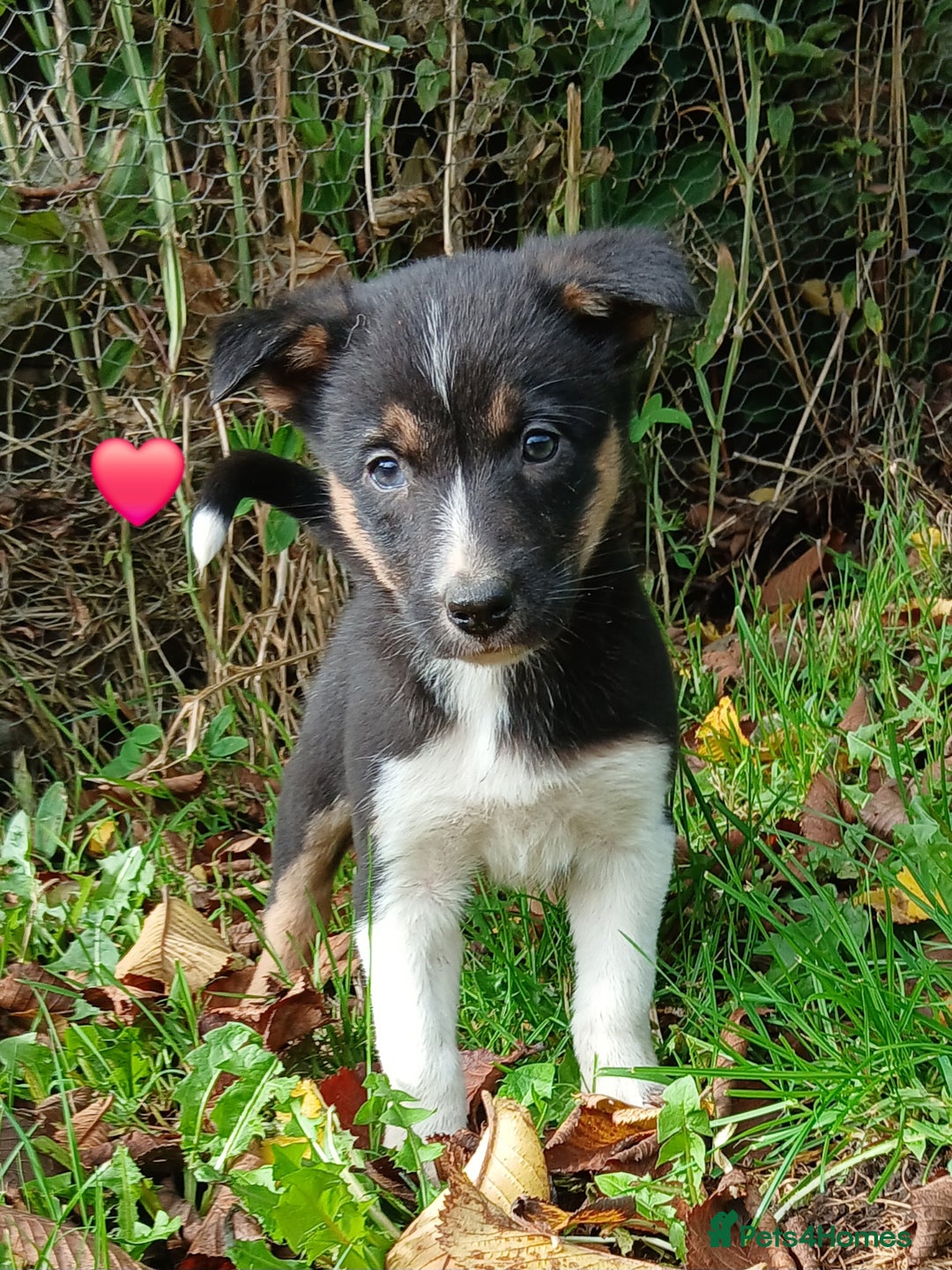 Border Collie dogs for sale: 2 smart Blue merl and two black &white puppies - Image 5