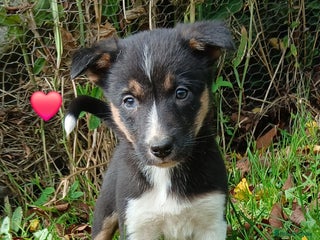 Border Collie dogs - Advert 14