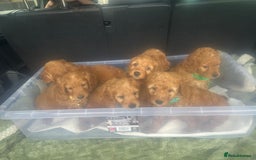 Cockapoo dogs for sale: 1 boy left beautiful teddy bears   - Image 1