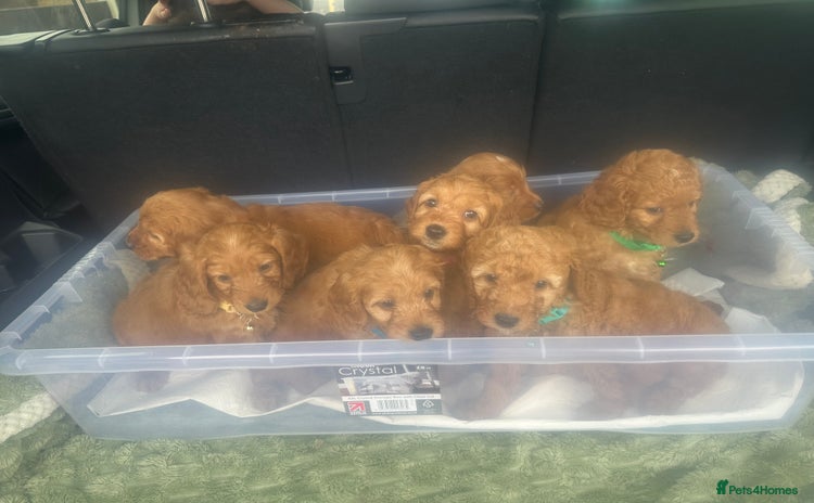 Cockapoo dogs - Advert 14