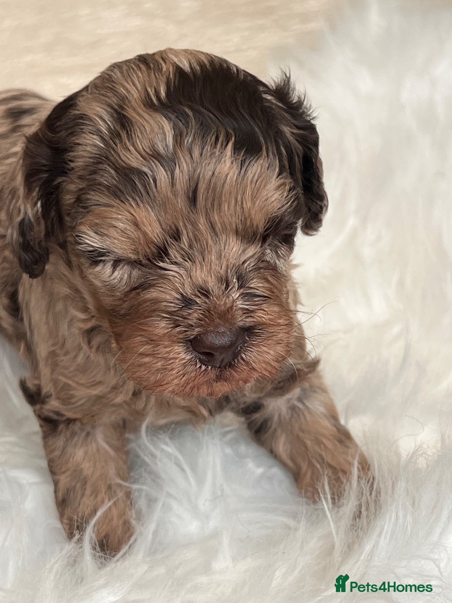 Cavapoo dogs ⭐️ Rare Choc & Tan Merle F1 Cavapoo puppies ⭐️ - Advert 2