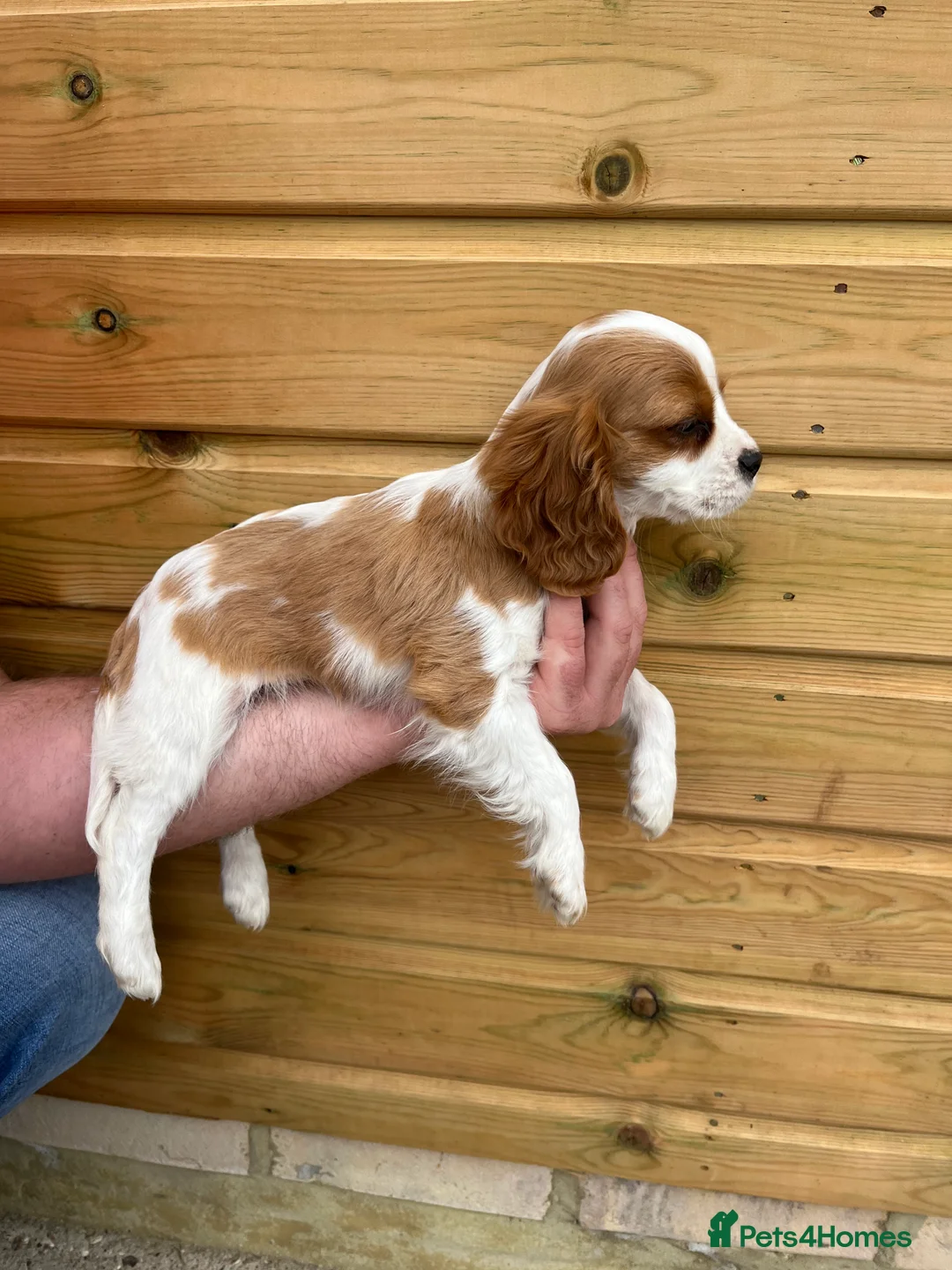 Cavalier King Charles Spaniel dogs for sale: Beautiful Cavalier Puppies in Waltham Cross - Advert 4