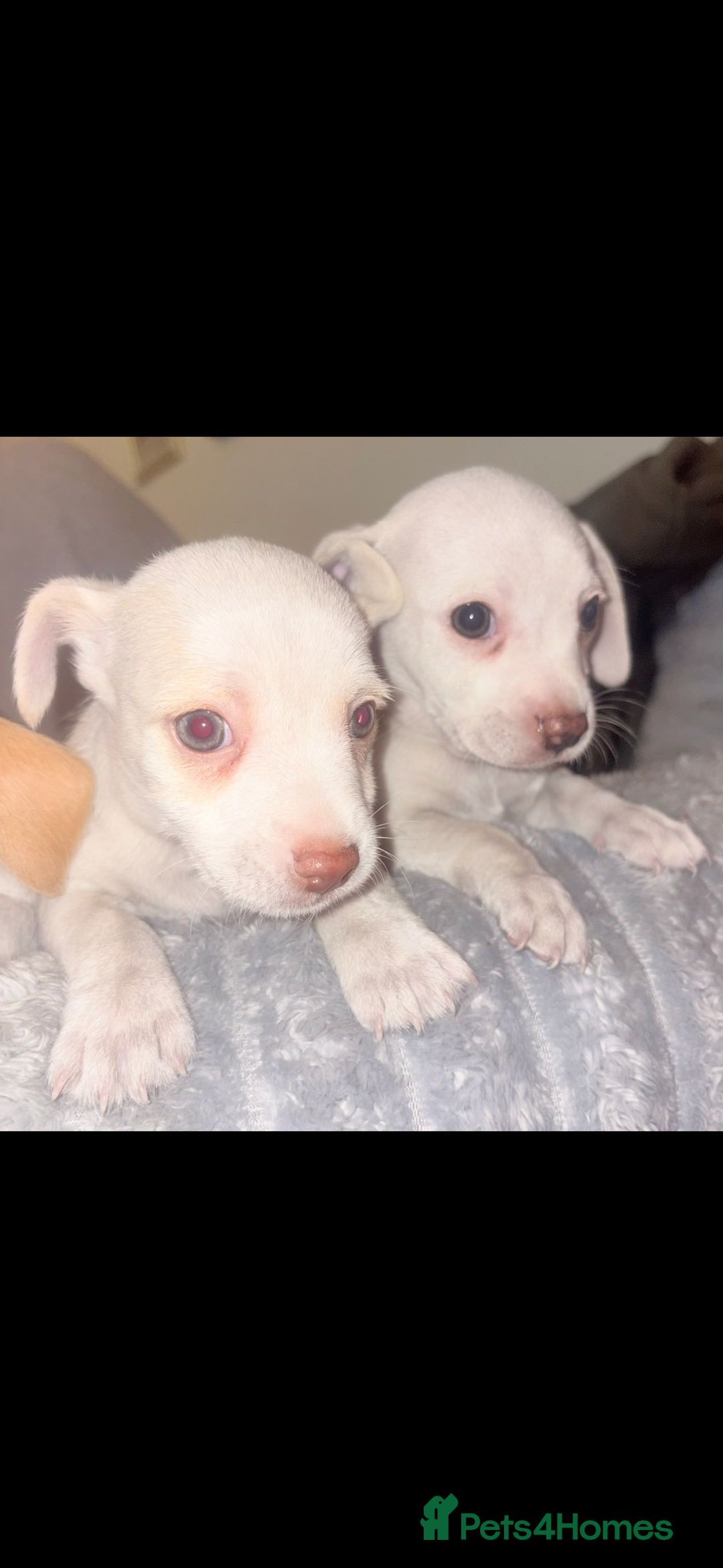 Jack Russell dogs for sale: Jack Russell puppy’s  - Advert 7