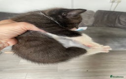 Mixed Breed cats for sale: Bengal cross - Image 7