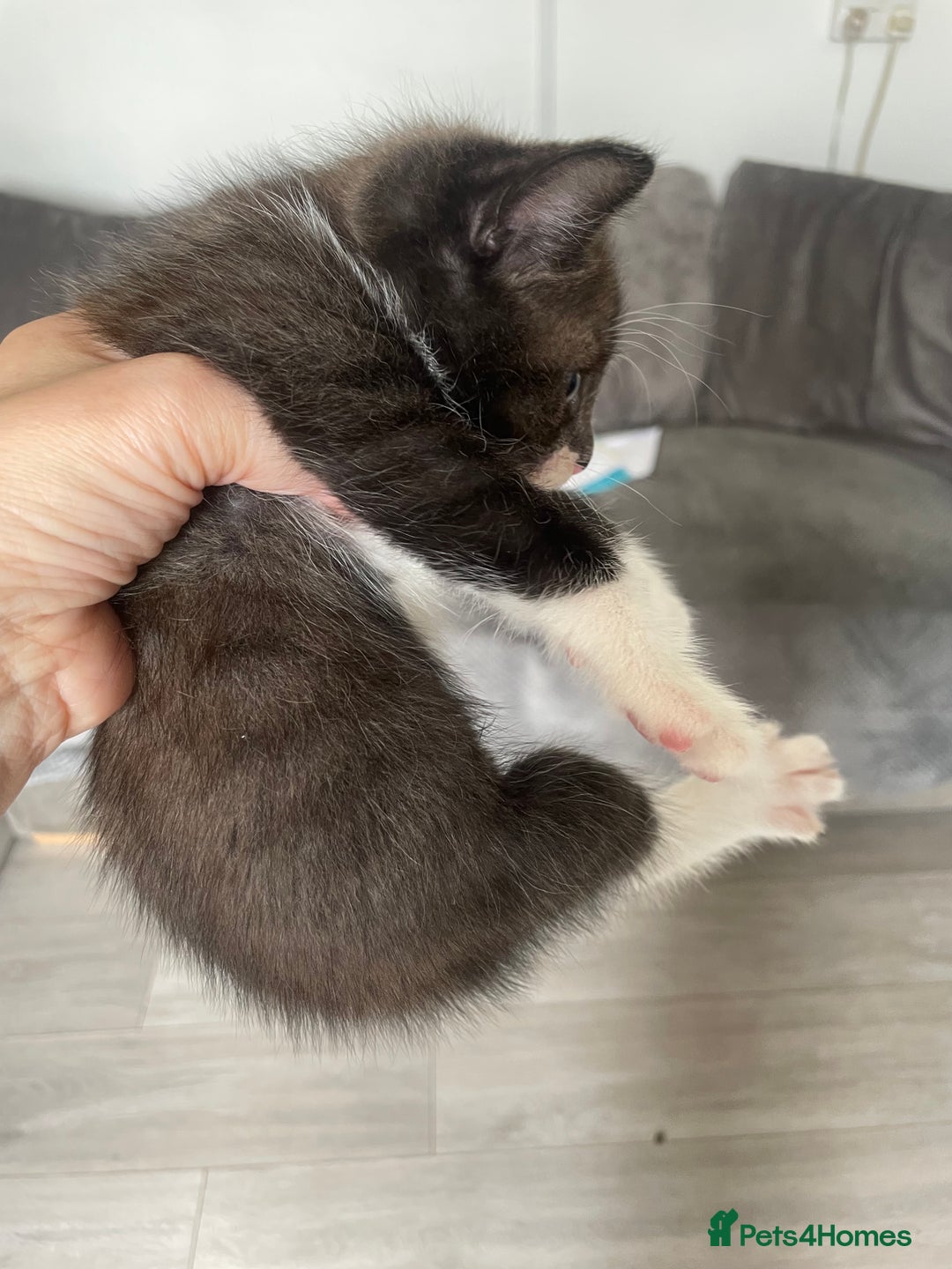 Mixed Breed cats for sale: Bengal cross - Image 7