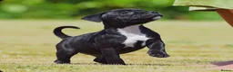 Staffordshire Bull Terrier dogs for sale: 24 years experience, 5⭐️rated licensed registered. - Advert 1