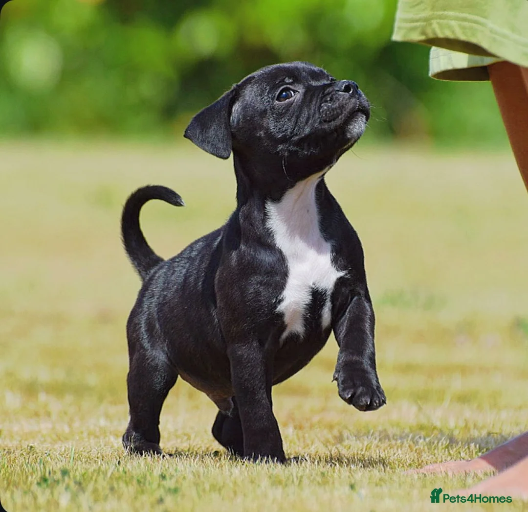 Staffordshire Bull Terrier dogs for sale: 24 years experience, 5⭐️rated licensed registered. - Advert 1