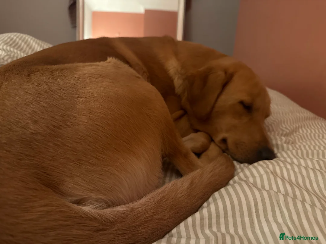 Labrador Retriever dogs for sale: Fox red Irish Labrador for loving family - Advert 10