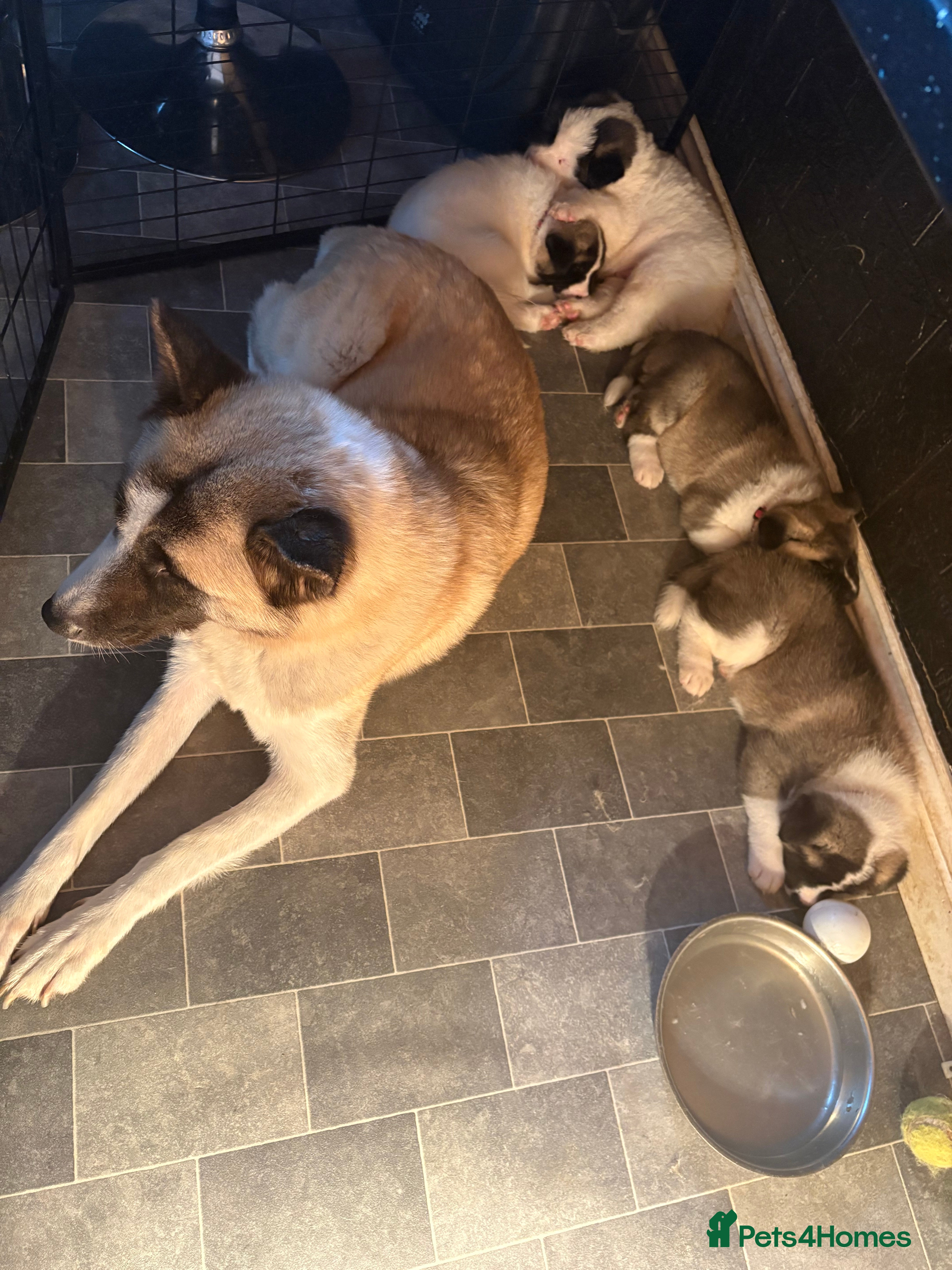 Akita dogs American Akitas  - Advert 12