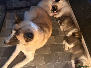 Akita dogs American Akitas - Advert 4