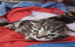 Ragdoll cats for sale: Boy and girl tabby X Ragdoll - Image 11