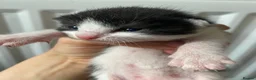 Mixed Breed cats for sale: Kitten for sale ready to go  - Advert 21