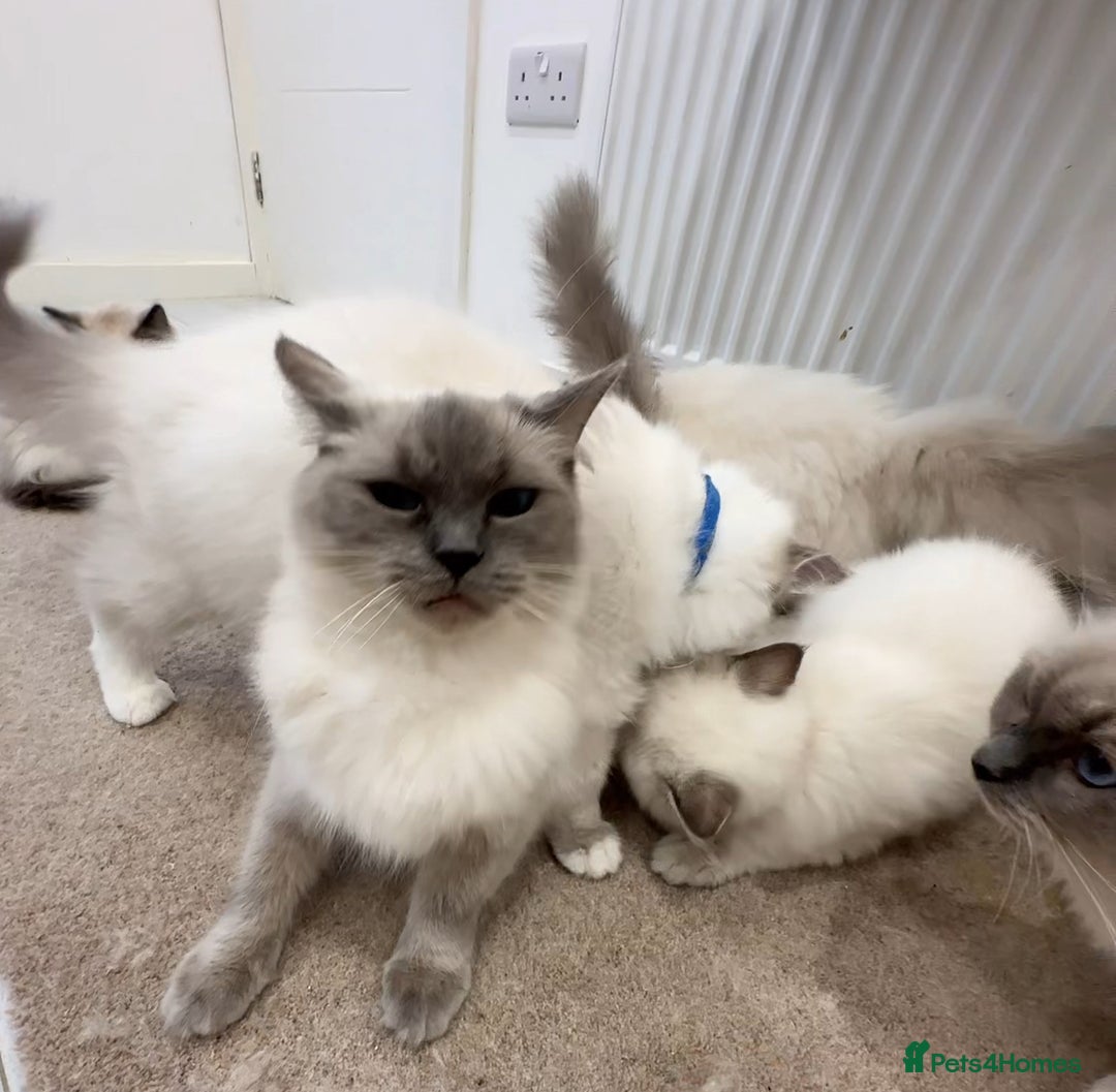 Ragdoll cats for sale: 4 Ragdoll kittens - Advert 5