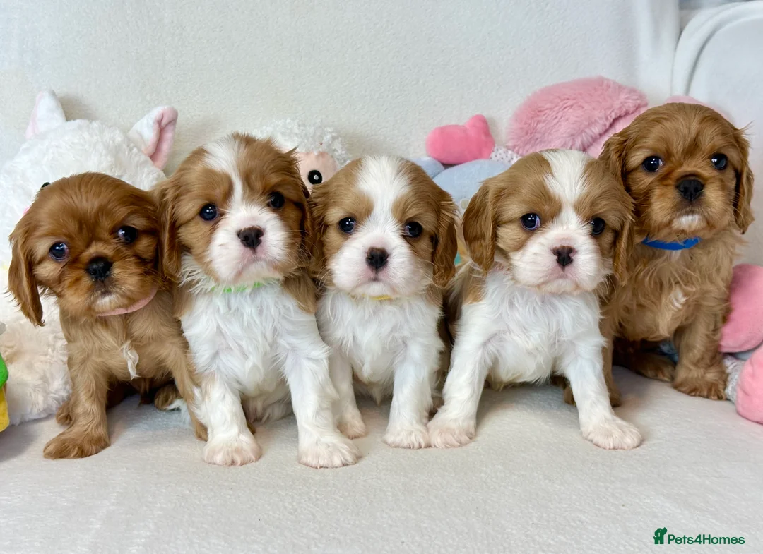 Cavalier King Charles Spaniel dogs for stud: KC Reg Health Tested Excellent Pedigrees for STUD in Nottingham - Advert 14