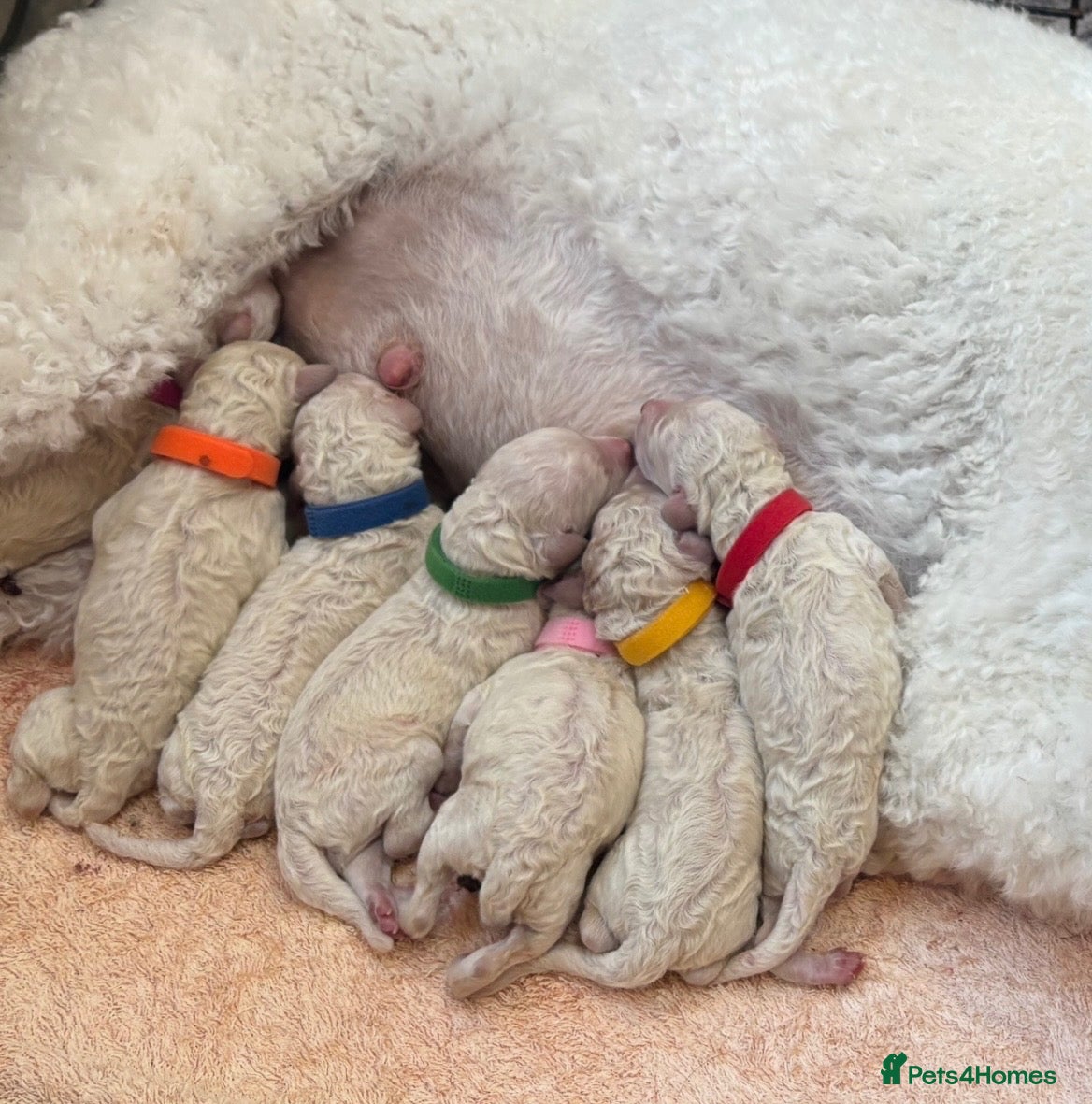 Standard Poodle dogs Beautiful litter of 7 standard poodle puppies - Advert 10