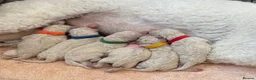 Standard Poodle dogs for sale: Beautiful litter of 7 KC standard poodle puppies - Advert 1