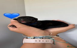 German Shepherd dogs for sale: Stunning German Shepherd/Utonagan Puppies  - Image 13